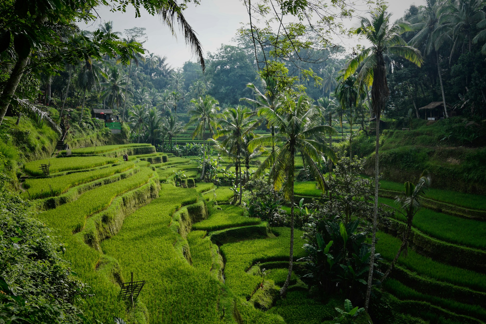 Ubud Rainforest • Bali